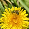 Zdjęcie z Australii - Fauna i flora w moim ogrodku
