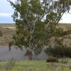 Zdjęcie z Australii - Suche sitowie wzloz strumienia Reedy Creek