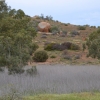Zdjęcie z Australii - Suche sitowie wzloz strumienia Reedy Creek