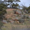Zdjęcie z Australii - Okolice Mannum