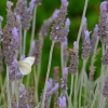 Zdjęcie z Australii - Fauna i flora