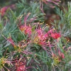 Zdjęcie z Australii - Kwitnie grevillea