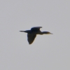 Zdjęcie z Australii - Kormoran zwyczajny