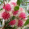 Zdjęcie z Australii - Kwitnie hakea laurowa