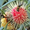Zdjęcie z Australii - Fauna i flora