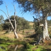 Zdjęcie z Australii - W drodze do wodospadu Mannum Waterfalls