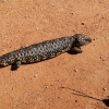 Zdjęcie z Australii - Scynk krótkoogonowy