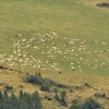 Zdjęcie z Polski - beee, bee...🐑🐑🐑