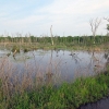 Zdjęcie ze Stanów Zjednoczonych - Bagna i mokradła w pobliżu Beverly Shores