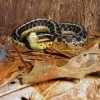 Zdjęcie z Kanady - Park Massasauga, Ontario