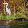 Zdjęcie z Kanady - Park Massasauga, Ontario