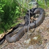 Zdjęcie z Kanady - Park Massasauga, Ontario