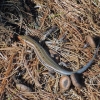 Zdjęcie z Kanady - Park Massasauga, Ontario