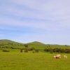 Zdjęcie z Australii - Mama z czetema (!?) owieczkami???