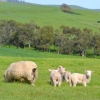 Zdjęcie z Australii - Innych owiec nie ma w poblizu