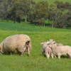 Zdjęcie z Australii - Rodzinka