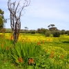 Zdjęcie z Australii - Wiosna...