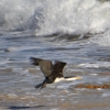 Zdjęcie z Australii - Sploszony kormoran srokaty