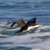 Zdjęcie z Australii - Kormoran srokaty 