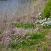 Zdjęcie z Australii - Nad strumieniem Pedler Creek