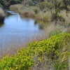 Zdjęcie z Australii - Nad strumieniem Pedler Creek