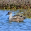 Zdjęcie z Australii - Para kaczek Grey Teal (Anas gracilis) - myslalem, ze jest jedna...