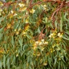 Zdjęcie z Australii - Wchodzimy na teren Rezerwatu Hallett Cove Conservation Park