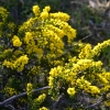 Zdjęcie z Australii - Flora