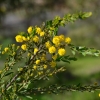 Zdjęcie z Australii - Kwitnie kangurza akacja - Acacia paradoxa