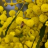 Zdjęcie z Australii - Fauna i flora