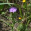 Zdjęcie z Polski - Flora