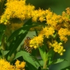 Zdjęcie z Polski - A tu fauna i flora :)
