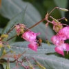 Zdjęcie z Polski - Znowu fauna i flora