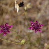 Zdjęcie z Australii - Flora