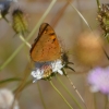 Zdjęcie z Australii - Fauna i flora