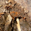 Zdjęcie z Australii - Owadzi wodopoj - rusalkowaty meadow argus (Junonia villida)