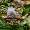 Zdjęcie z Australii - Fauna i flora