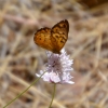 Zdjęcie z Australii - Fauna i flora