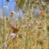 Zdjęcie z Australii - Fauna i flora