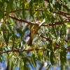 Zdjęcie z Australii - Zlotouch blady