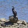 Zdjęcie z Australii - Na brzegu kormoran srokaty