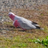 Zdjęcie z Australii - Kakadu różowe zwane tu, z aborygenska, galah