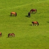 Zdjęcie z Polski - a lokalna fauna- grupowo- wg gatunku 😂