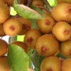 Zdjęcie z Chorwacji - Kiwi