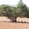 Zdjęcie z Maroka - Przysmak marokańskich kóz