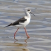 Zdjęcie z Australii - Tutejszy minibocian czyli szczudłak zwyczajny(Himantopus himantopus)