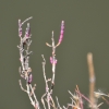 Zdjęcie z Australii - Jakas ciekawa flora