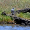 Zdjęcie z Australii - Czapla białolica (Egretta novaehollandiae)
