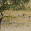 Zdjęcie z Australii - 