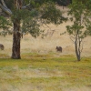 Zdjęcie z Australii - Znowu kangury